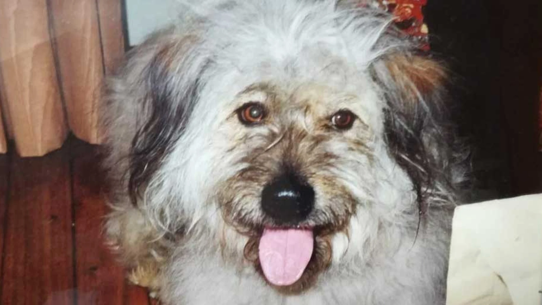 Una imagen de Viator, el perro de Fernando García de Cortázar