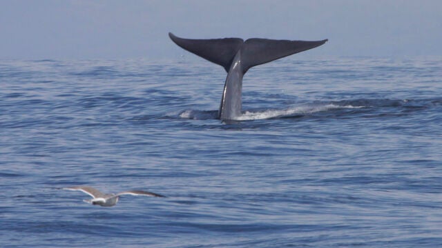 A las ballenas se les da muy bien esconderse de nuestra vista, por eso es mejor escucharlas
