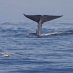 A las ballenas se les da muy bien esconderse de nuestra vista, por eso es mejor escucharlas