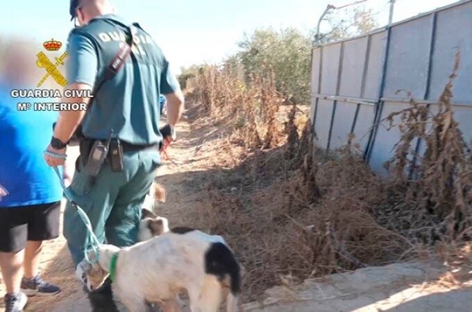 La Guardia Civil localizó una rehala de perros en Manzanilla (Huelva) cuyo propietario no cumplía la normativa. GUARDIA CIVIL