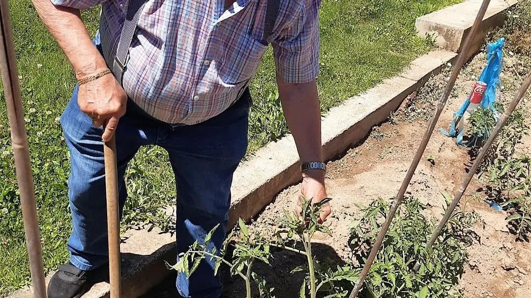 Uno de los usuarios comprueba las tomateras que han plantado este año.