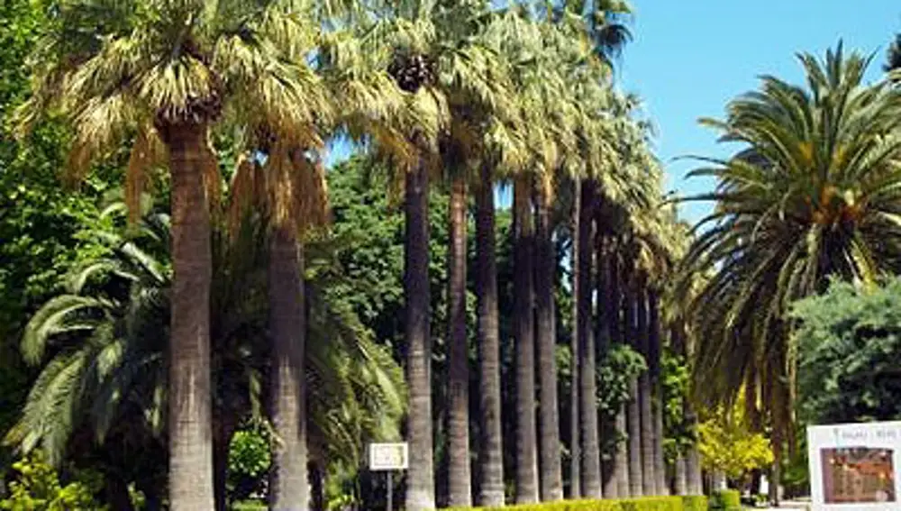 Alineación de palmeras washingtonianas en los Jardines de Viveros