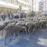 Mil ovejas cruzan Soria desde el sur de España para revivir la trashumancia y pasar el verano en las Tierras Altas