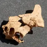 Presentación del hallazgo de la cara del primer europeo en los yacimientos de Atapuerca