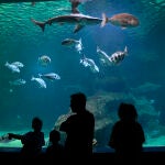 Visitantes contemplan un tanque del Aquarium Costa de Almería, en Roquetas de Mar. EFE/Carlos Barba