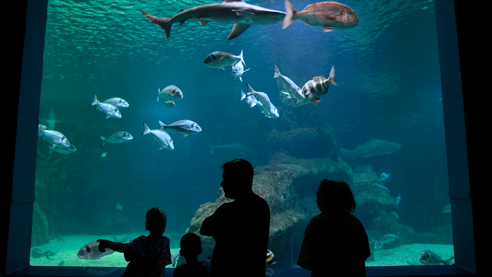 Visitantes contemplan un tanque del Aquarium Costa de Almería, en Roquetas de Mar. EFE/Carlos Barba