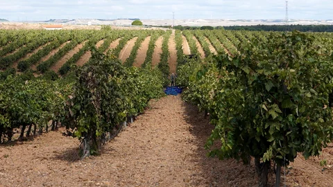Viñedos de la DO. Rueda