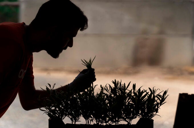 El Banco Mundial de Germoplasma de Variedades de Olivo, que la Junta de Andalucía tiene en Córdoba, atesora 668 variedades distintas de esta planta. EFE / Rafa Alcaide
