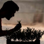 El Banco Mundial de Germoplasma de Variedades de Olivo, que la Junta de Andalucía tiene en Córdoba, atesora 668 variedades distintas de esta planta. EFE / Rafa Alcaide