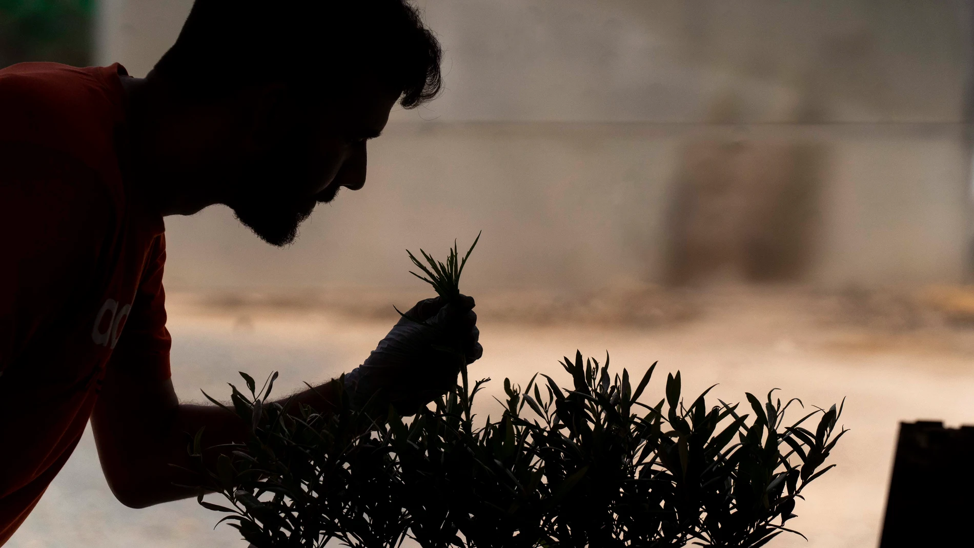 El Banco Mundial de Germoplasma de Variedades de Olivo, que la Junta de Andalucía tiene en Córdoba, atesora 668 variedades distintas de esta planta. EFE / Rafa Alcaide
