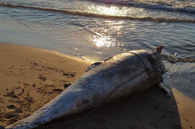 Delfín muerto en la playa de La Patacona