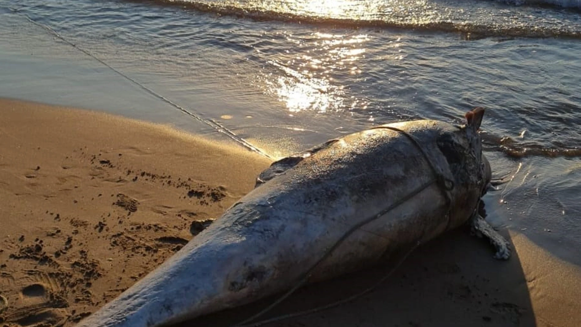 Delfín muerto en la playa de La Patacona