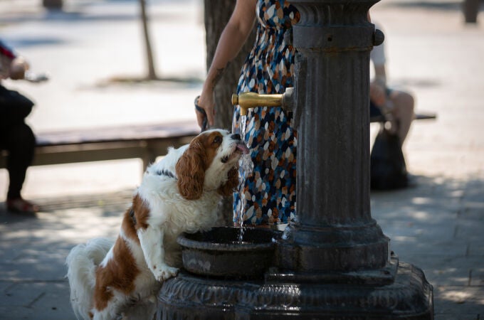 Un perro bebe de una fuente en el parque de la Barceloneta, a 13 de julio de 2022, en Barcelona, Cataluña (España)