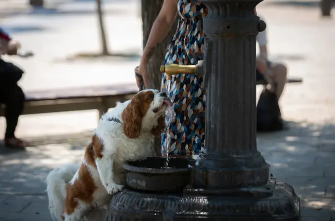 Barcelona multará a los perros sueltos con 2.400 euros