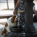 Un perro bebe de una fuente en el parque de la Barceloneta, a 13 de julio de 2022, en Barcelona, Cataluña (España)