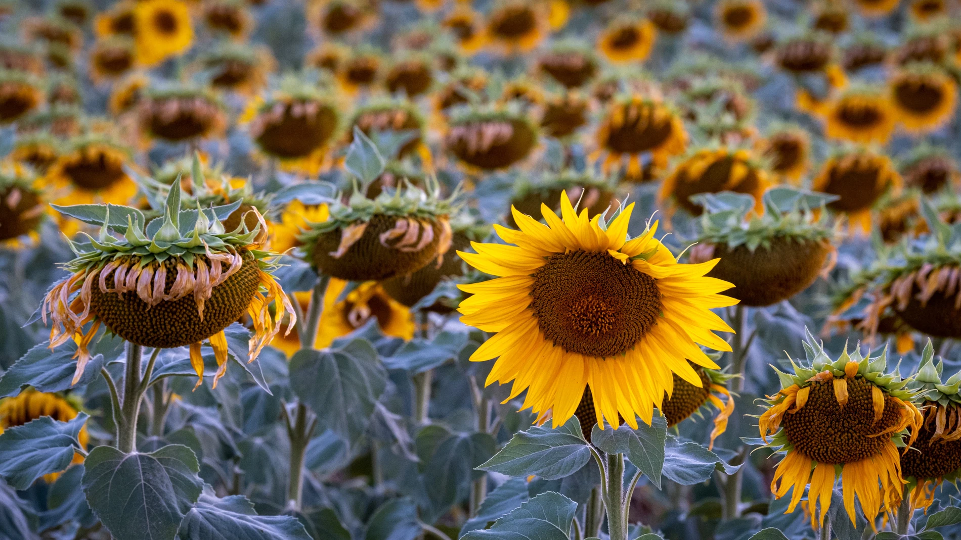 Campos de girasoles en La Rioja