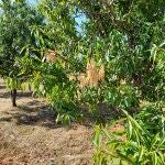 La Xylella fastidiosa es una de las bacterias más peligrosas para la agricultura moderna y responsable de numerosas pérdidas económicas a nivel mundial.