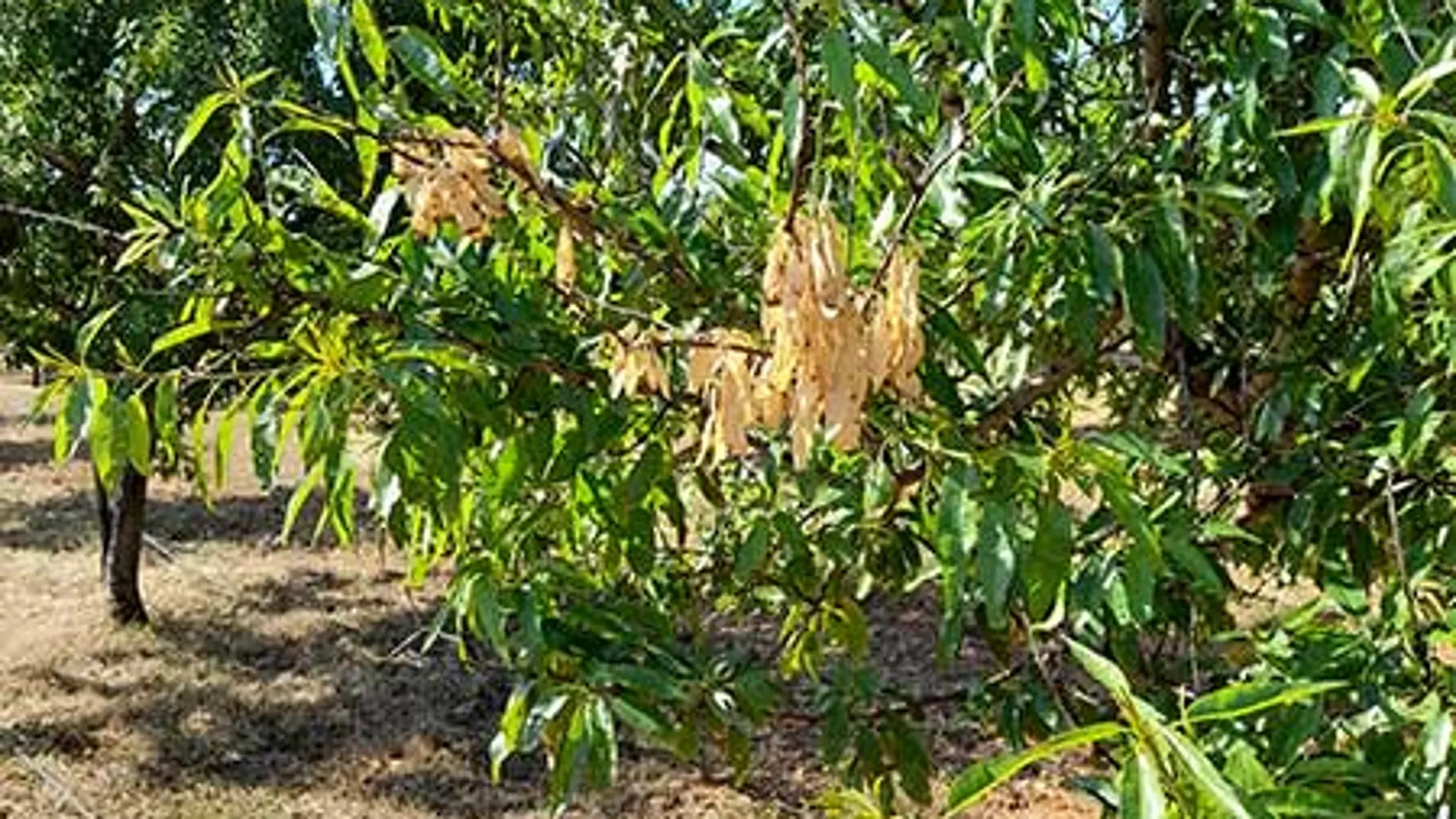 La Xylella fastidiosa es una de las bacterias más peligrosas para la agricultura moderna y responsable de numerosas pérdidas económicas a nivel mundial.