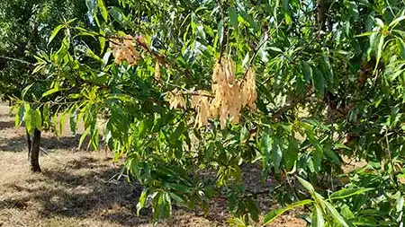 La Xylella fastidiosa es una de las bacterias más peligrosas para la agricultura moderna y responsable de numerosas pérdidas económicas a nivel mundial.