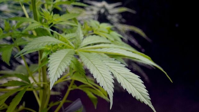 Planta de marihuana