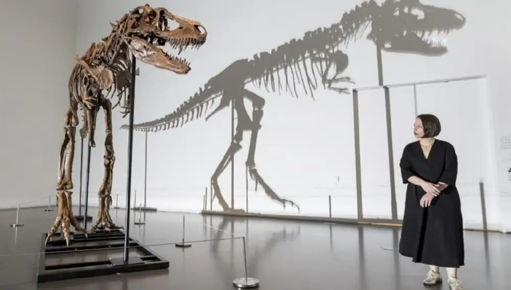 Fósil de Gorgosaurus a subasta en Nueva York.