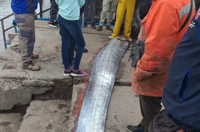 El misterioso pez gigante de las profundidades del mar que aparece para vaticinar terremotos, tsunamis y huracanes