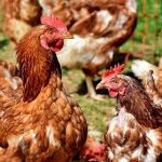 La empresa cerrada en Sevilla comercializa preparados con carne de ave. GENERALITAT-Archivo