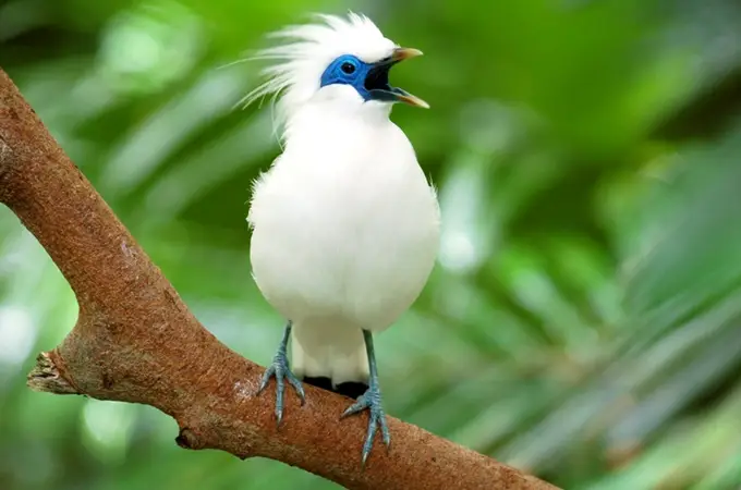 Entender la reacción de las aves a la novedad podría ayudar a evitar su extinción