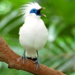 Estornino de Bali en un aviario