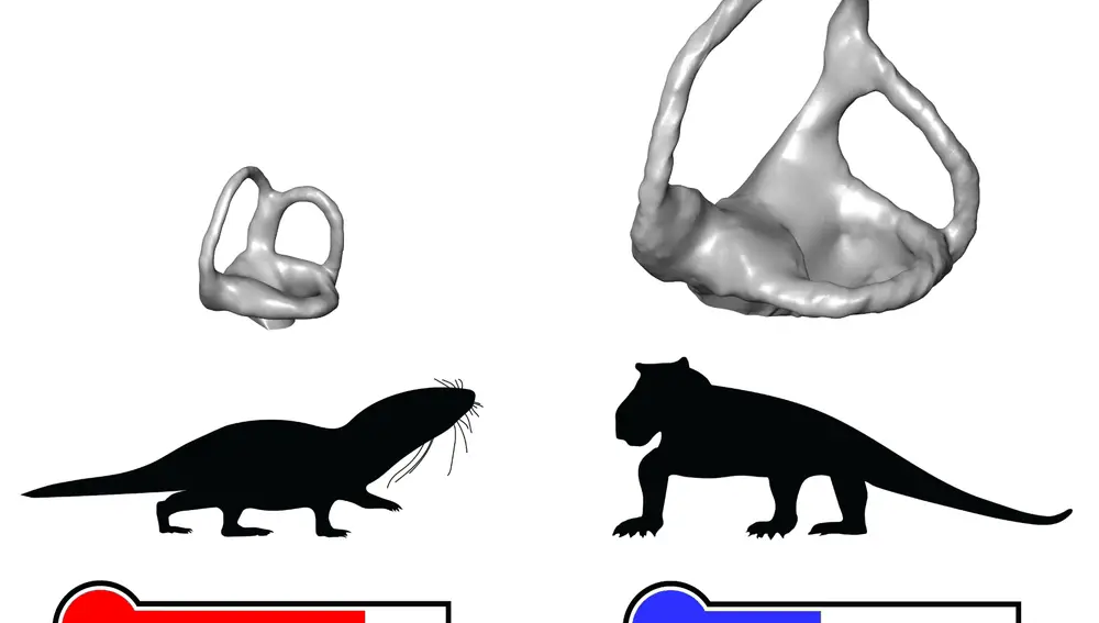 Diferencias de tamaño entre los oídos internos (en gris) de los mamíferos de sangre caliente (a la izquierda) y los de sangre fría, anteriores (a la derecha). Los oídos internos han sido comparados entre animales de tamaños corporales similares.