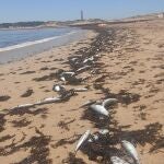 Peces muertos en la orilla de la playa de Marisucia en Los Caños de Meca. EUROPA PRESS