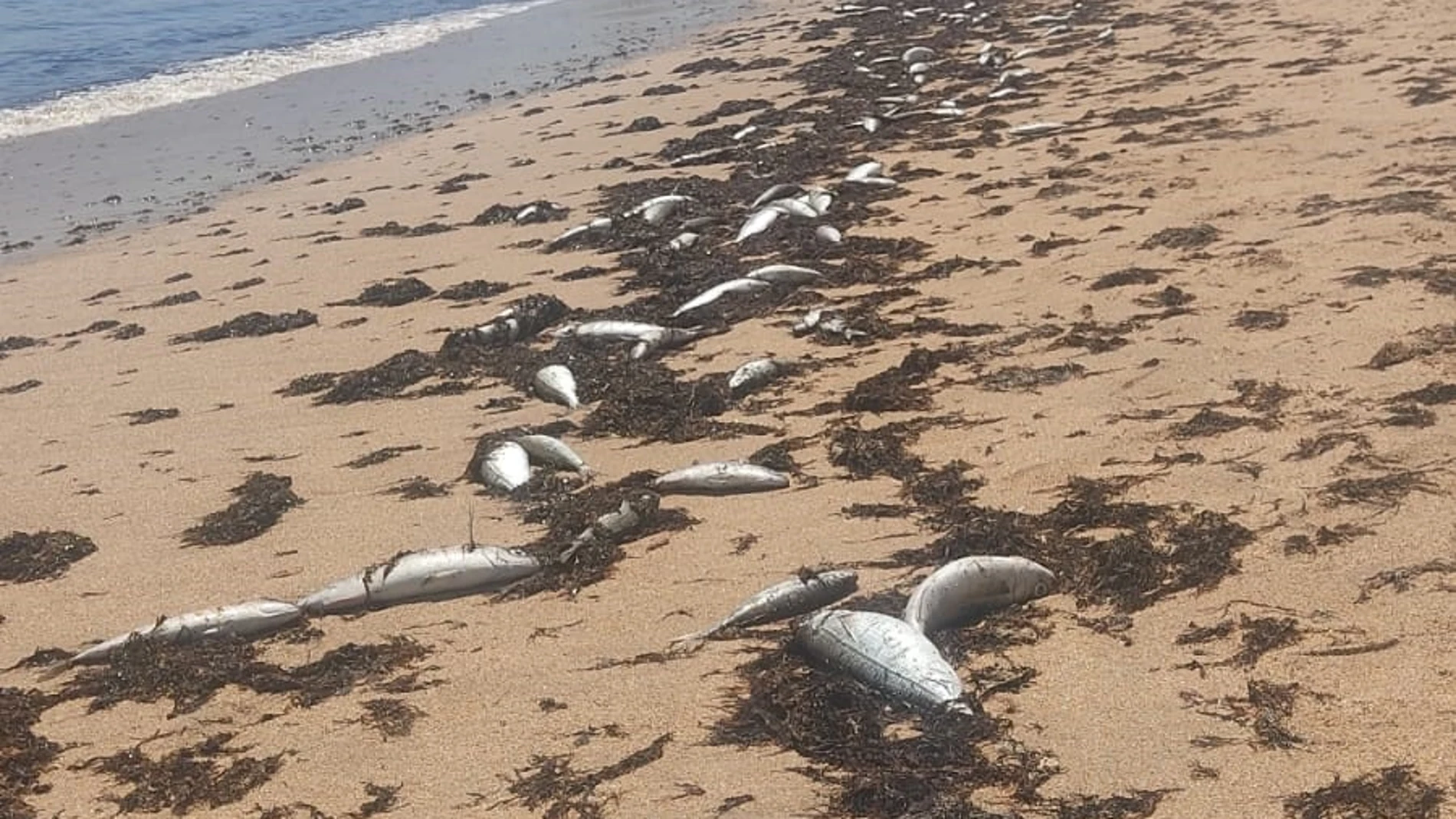 Peces muertos en la orilla de la playa de Marisucia en Los Caños de Meca. EUROPA PRESS