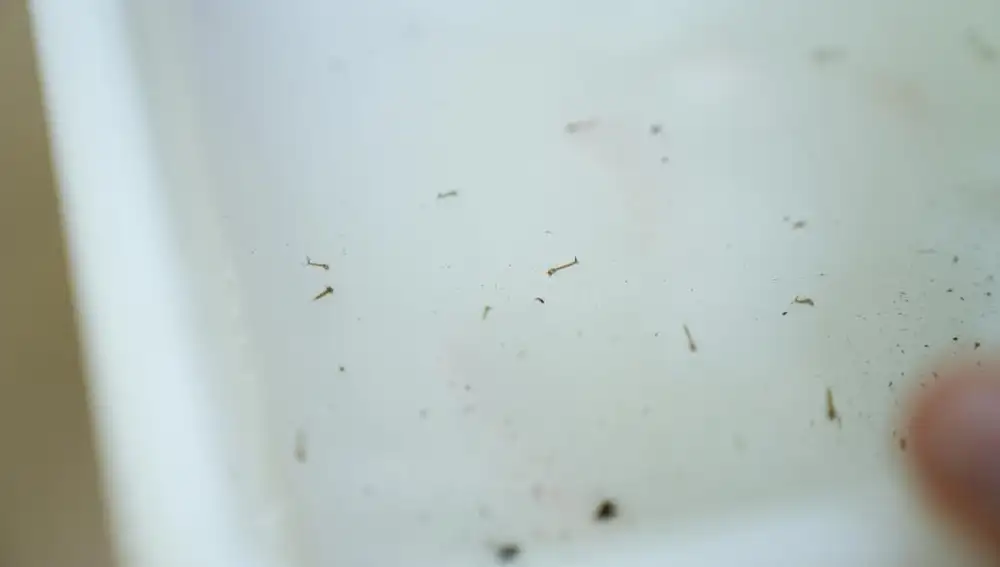 Larvas de mosquito en una muestra de agua de los Jardines de la Tamarita de Barcelona