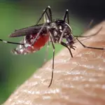 mosquito chupando sangre
