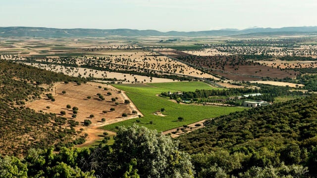 Viñedo de Bodegas NOC, una creación que nace en los Montes de Toledo