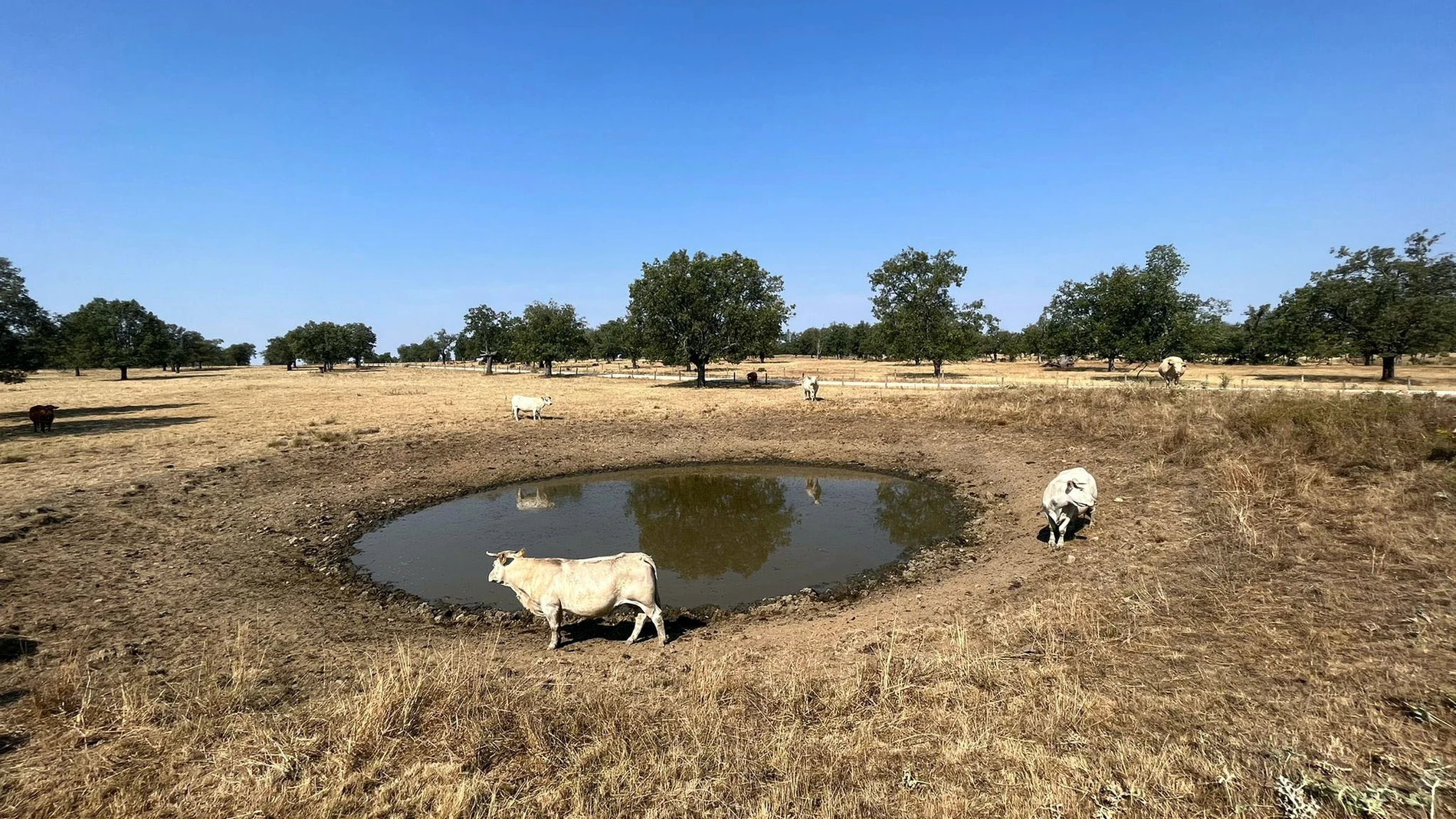 Charcas para abastecer el ganado en la provincia de Salamanca, con poco nivel debido a la sequía