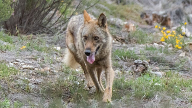Un ejemplar de lobo en Robledo (Zamora)