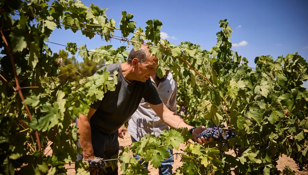 Jesús Figueroa, propietario de Bodegas Figueroa, comenzará la cosecha de sus 25 hectáreas propias de viñas en las próximas semanas
