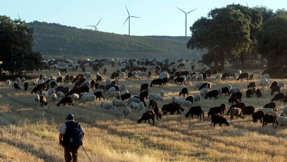 Traslado de 2000 ovejas desde Tábara a Fontanillas de Castro por falta de comida provocada por los incendios en la provincia de Zamora