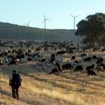 Traslado de 2000 ovejas desde Tábara a Fontanillas de Castro por falta de comida provocada por los incendios en la provincia de Zamora