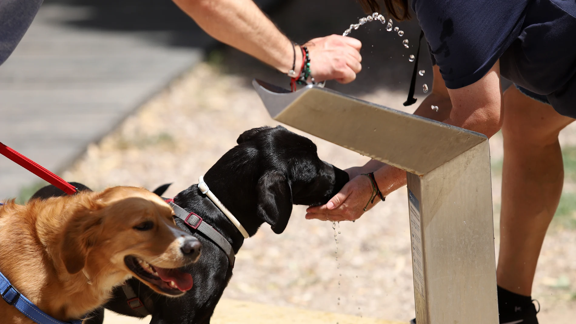 Dos perros bebiendo de una fuente para combatir el calor. Álex Zea / Europa Press
