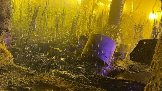 La compañía energética destapó una media de 4,5 conexiones ilegales para el cultivo de marihuana al día