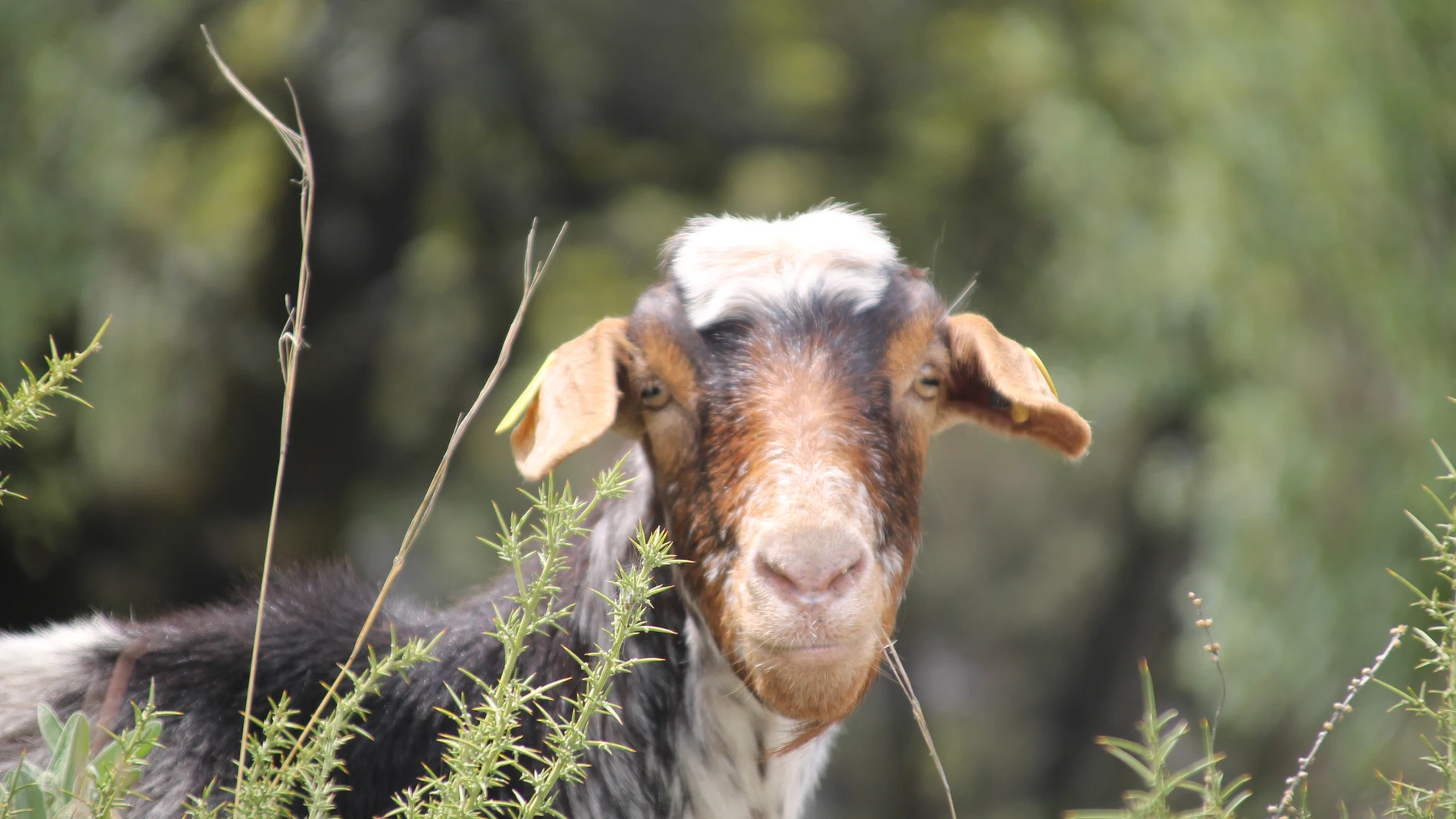 En defensa de las cabras