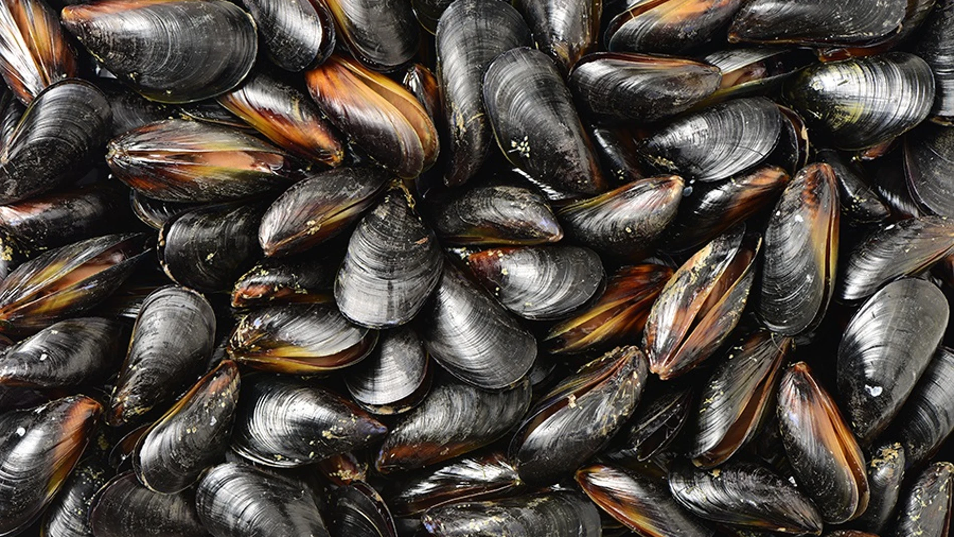 Mejillones en una imagen de archivo. US (Foto de ARCHIVO)
