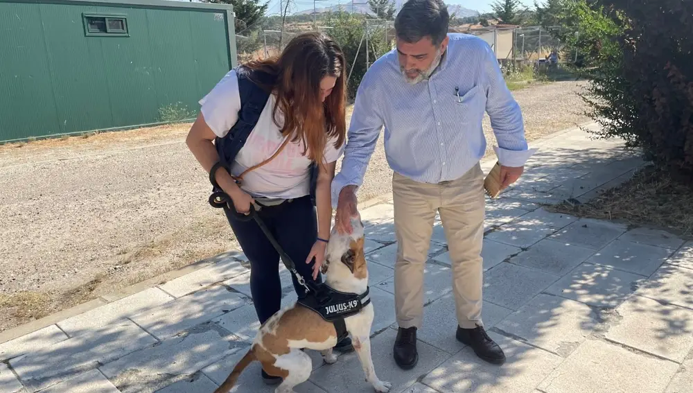 Adopción de perros en Madrid