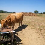 Una vaca bebe de un abrevadero entre la hierba seca en la provincia de Burgos