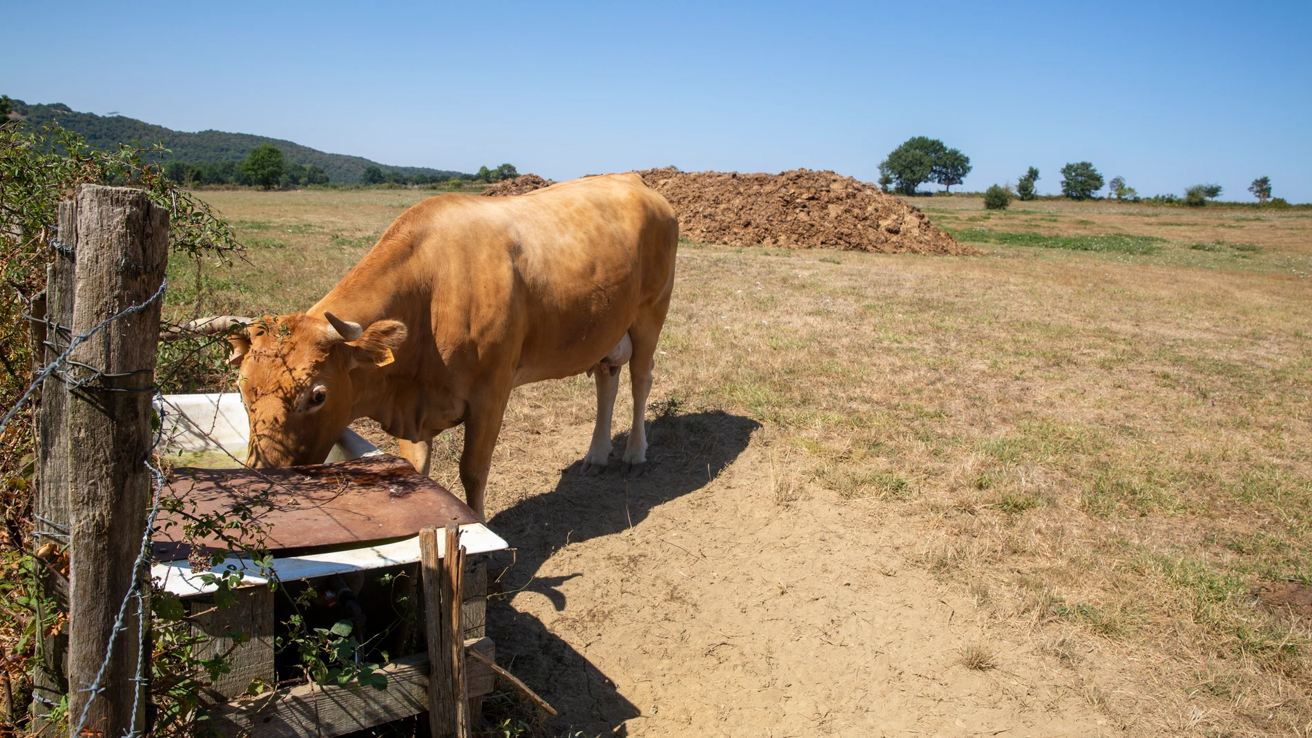 Una vaca bebe de un abrevadero entre la hierba seca en la provincia de Burgos