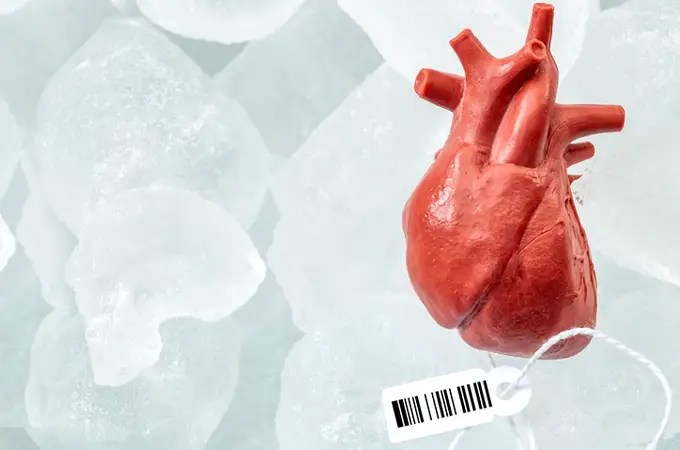¿Por qué tenemos un corazón, pero dos pulmones, dos riñones, dos ovarios…?