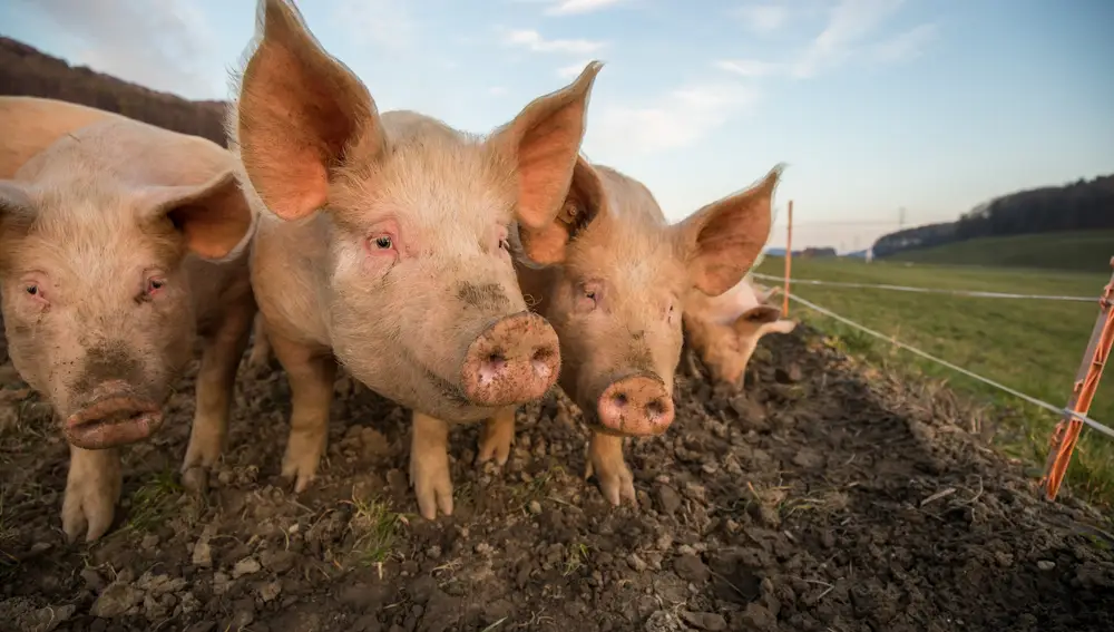 En un estudio realizado en el Centro de Ciencias del Bienestar Animal de la Universidad de Purdue, Indiana (Estados Unidos), cuatro cerdos demostraron la gran capacidad de su especie jugando a un videojuego