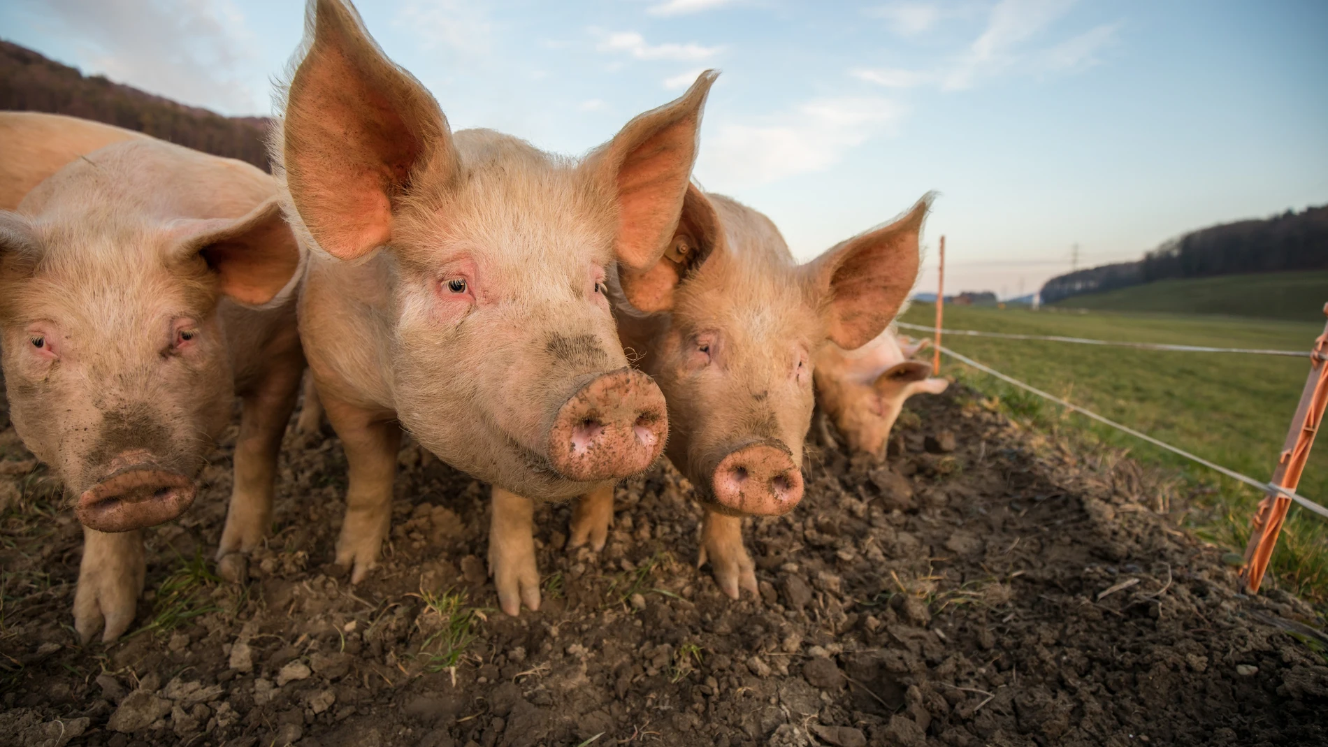 En un estudio realizado en el Centro de Ciencias del Bienestar Animal de la Universidad de Purdue, Indiana (Estados Unidos), cuatro cerdos demostraron la gran capacidad de su especie jugando a un videojuego